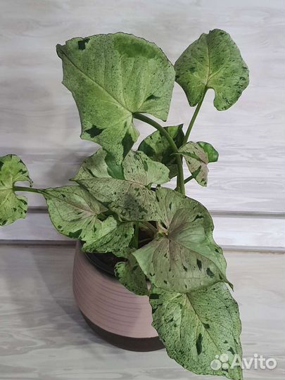 Сингониум серый призрак