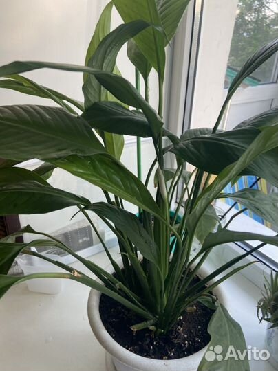 Спатифиллум