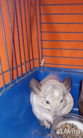 Шиншилла мальчишка 6 мес