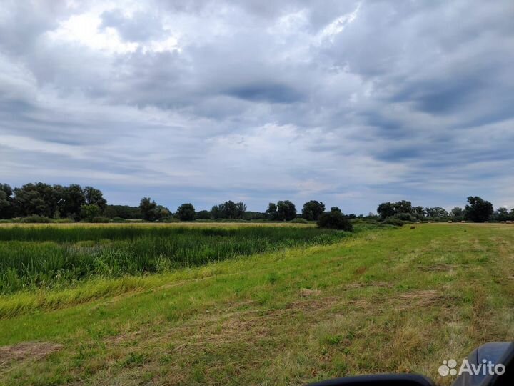 Барсучий жир