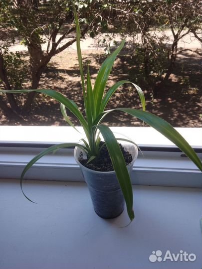 Хлорофитум