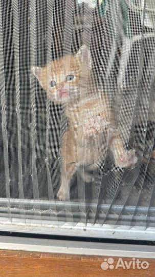 Котята отдам бесплатно