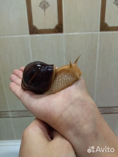 Улитки ахатины