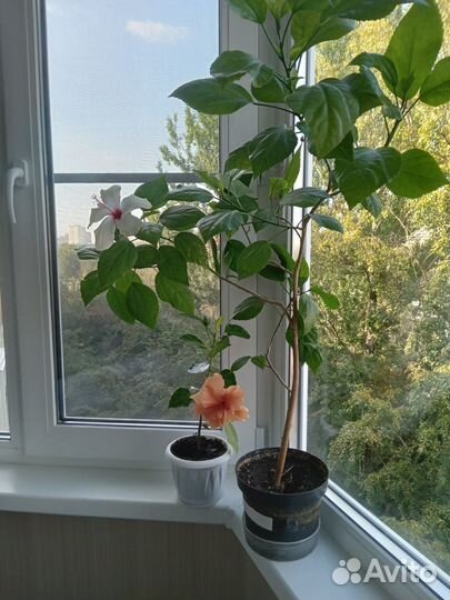 Гибискус с цветами белая лилия