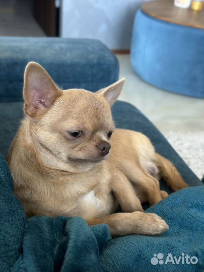 Щенки чихуахуа