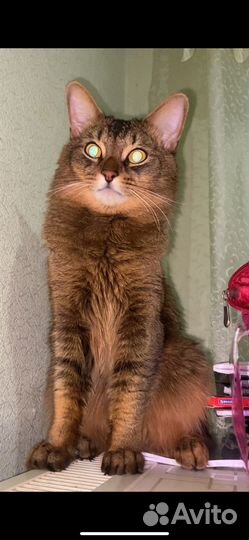 Вязка (Кот)