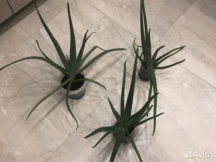 Алоэ лечебный