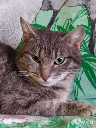 Котик в добрые руки