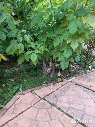 Котята 3мес