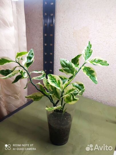 Педилантус