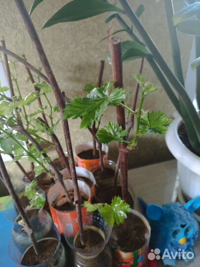 Саженцы винограда