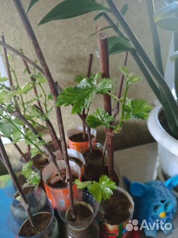 Саженцы винограда