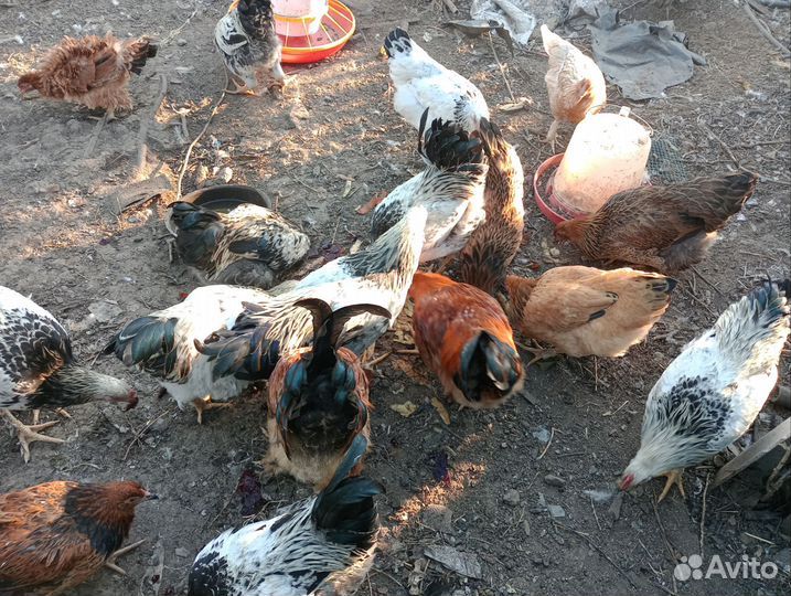 Питухи домашние