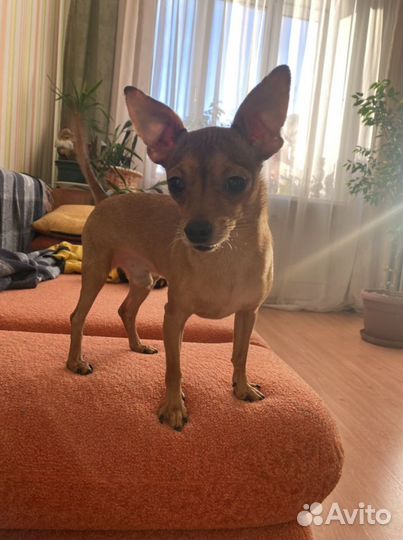 Той-терьер вязка мальчик