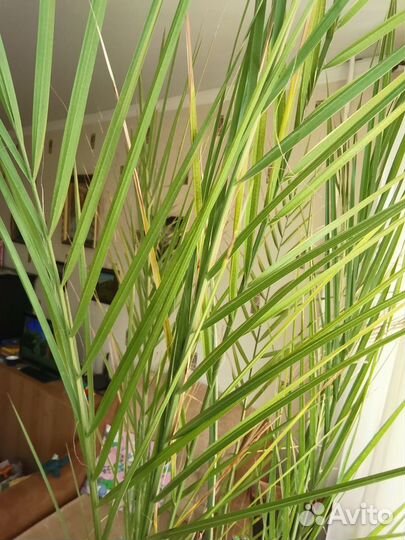 Продам финиковую пальму