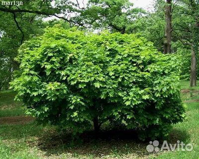 Клён полевой