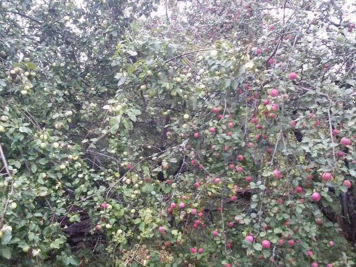 Участок 20 сот. (ИЖС)