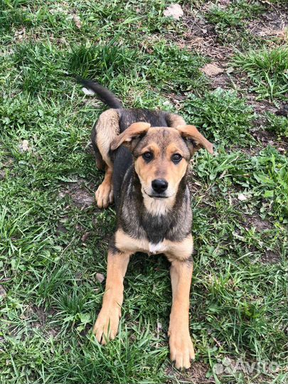 Собака в добрые руки