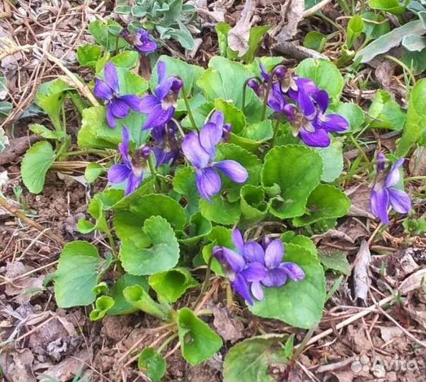 Садовая горная фиалка ароматная