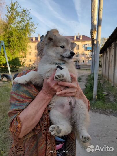 Ищу хозяина