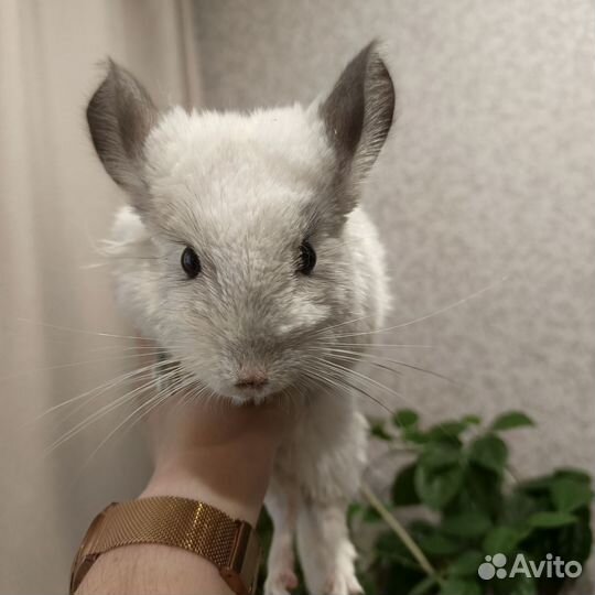 Шиншилла