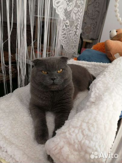 Вязка с котом