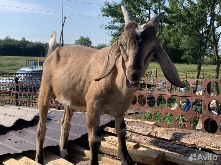 Козлы и козочки нубийской породы от