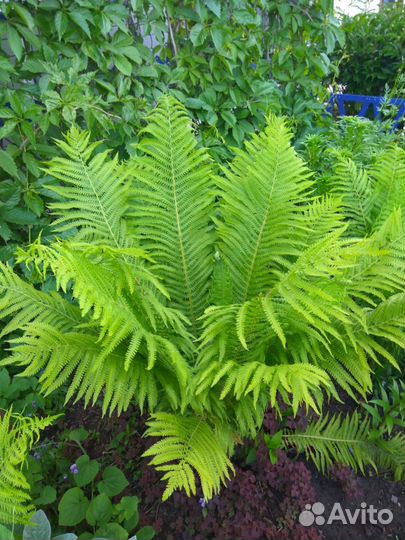 Папоротник