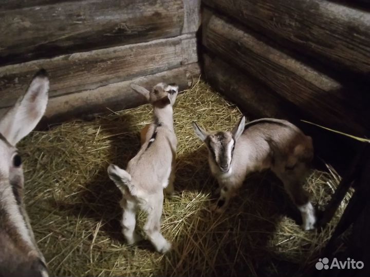 Козлята