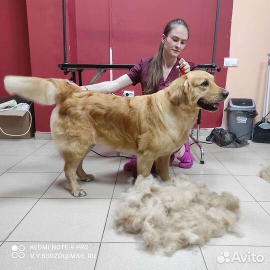 Стрижка собак и кошек