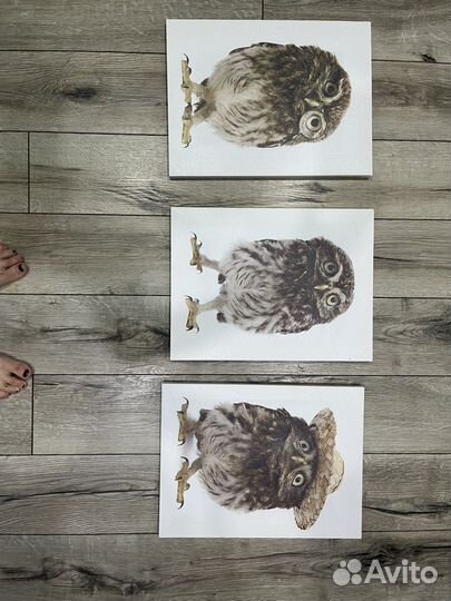 Картина совы