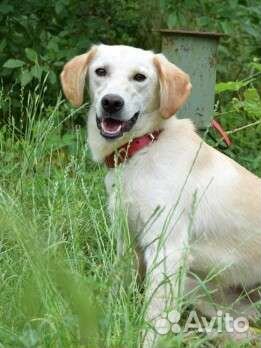 Собака ищет семью