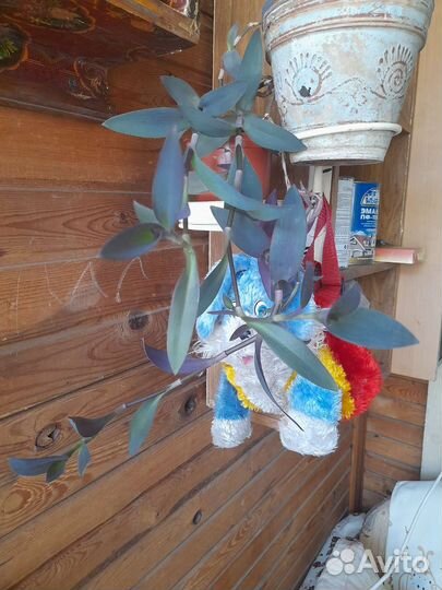 Фиалка,традесканция-фиалет