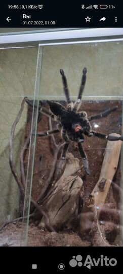 Террариум для паука 30/30/40