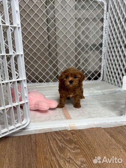 Мальтипу f1 мини мальчик шоколад, корея тип