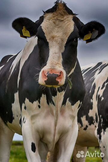 Корова на мясо