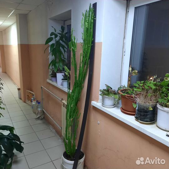 Кактус молочай