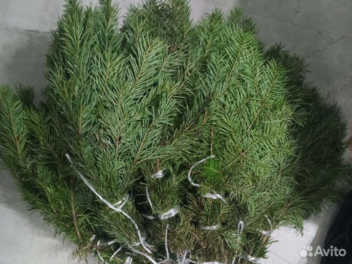 Веники свежие березовые и пихтовые