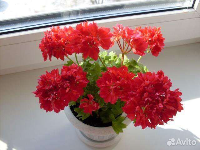 Пеларгония герань сортовая