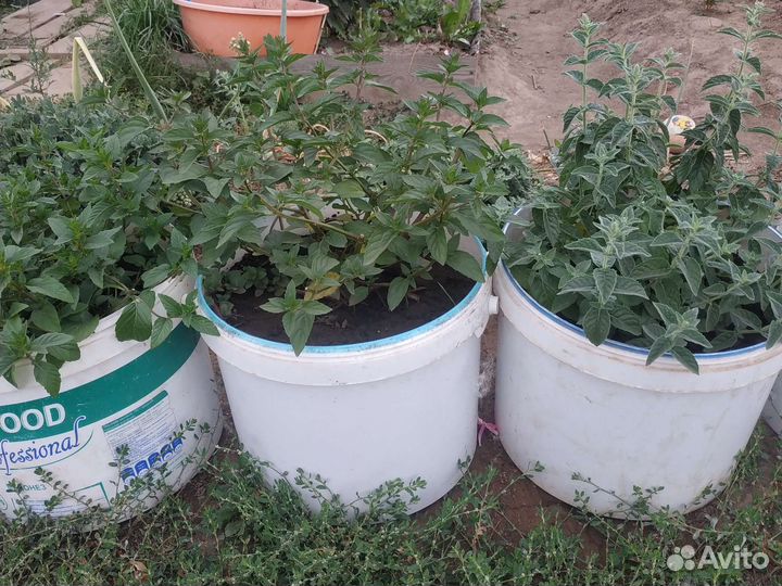 Мята сортовая