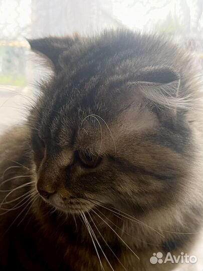 Котята от нашей кошки