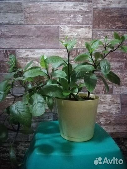 Джинура прокумбенс