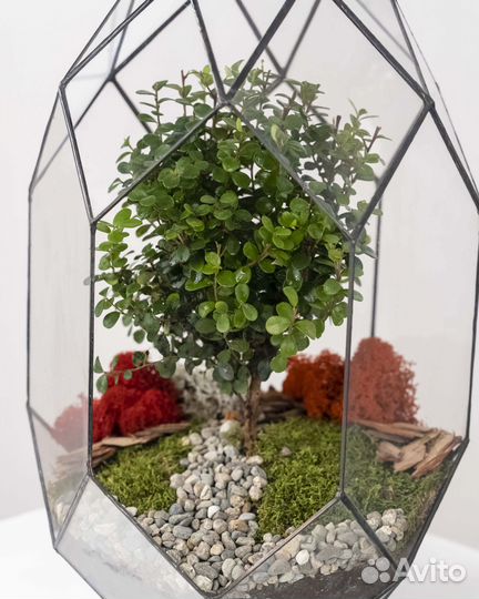 Бонсай в стеклянном флорариуме, высота: 45 см