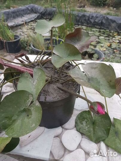 Цветущие нимфеи