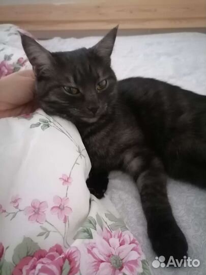 Кошка