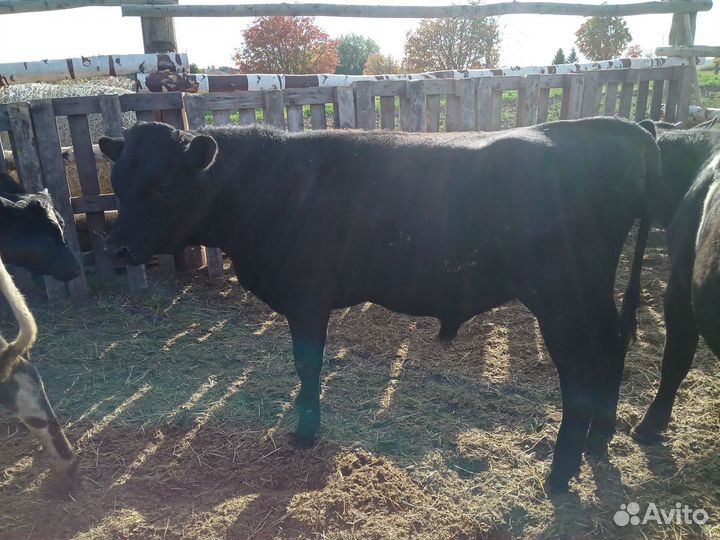 Бычки мясного направления