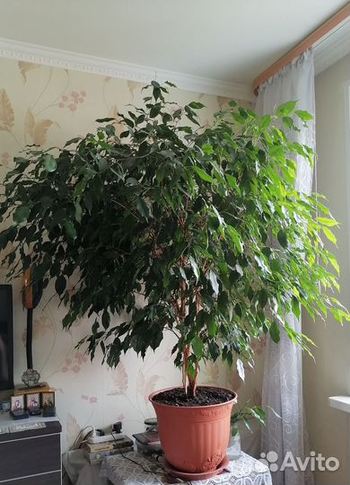 Фикус бенджамина большой