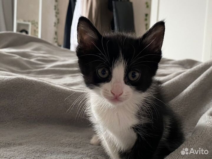 Котята от умной кошки