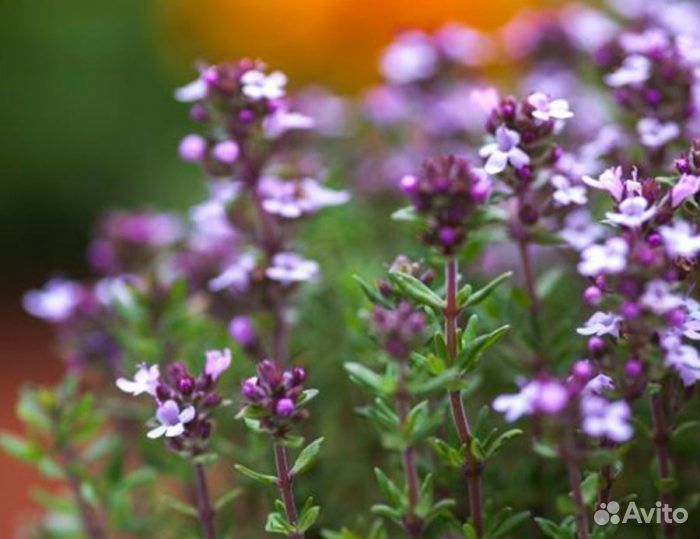 Мята мелисса травы душистые