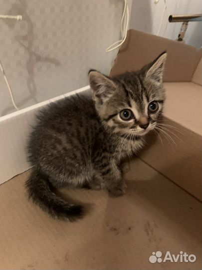 Котята в дар бесплатно,1 месяц,мальчик и девочка